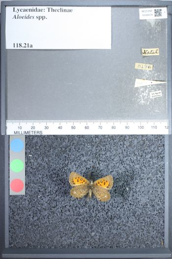 Media type: image;   Entomology 68278